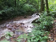 -莫里热带雨林景区