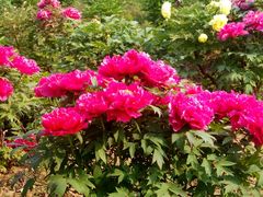 -洛阳郁金香牡丹园