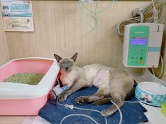 -北京观赏动物医院·24小时大型综合·猫专科·异宠专科