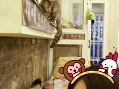 -猫色咖啡·猫咖