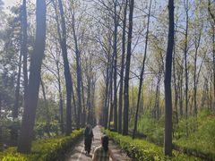 -合肥滨湖国家森林公园