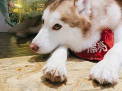 -Husky Go! 哈士奇体验馆·宠物咖啡厅狗咖