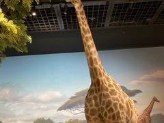 -陕西自然博物馆