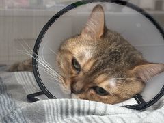 -博特宠物医院24h犬猫全科.骨科·异宠