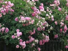 -廊坊文化艺术中心