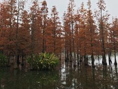 -白鹭湾湿地公园