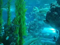 -芜湖新华联大白鲸海洋公园