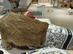 -藏猫猫咖啡主题馆(中央大道店)