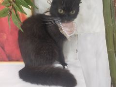 -共舞时光猫咖·狗咖(新街口店)