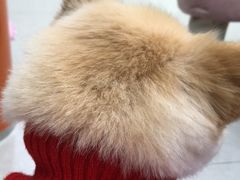 -瑞鹏宠物医院·猫科·宠保定点(梅溪湖分院)