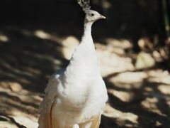 -泉州海丝野生动物世界