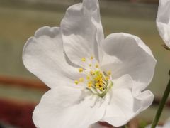 -高东镇樱花园