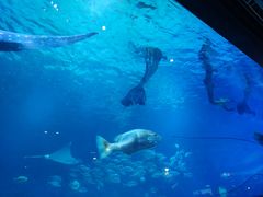 -烟台海昌鲸鲨海洋公园