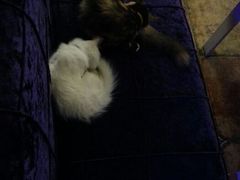 android_upload_pic-Sirena海妖日咖夜酒