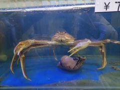 -震海贝烤贝·民俗特色店(延吉总店)