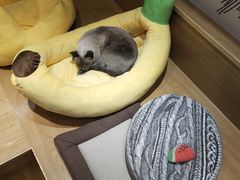 -滚猫咖啡·猫咖·猫友好撸猫(未来城店)