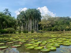 -中国科学院西双版纳热带植物园