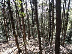 -西湖风景区十里琅珰-五云山