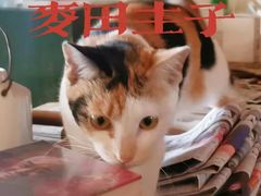 -麦田书店(国防路店)