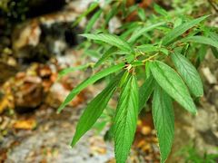 -苍山世界地质公园·石门关大峡谷