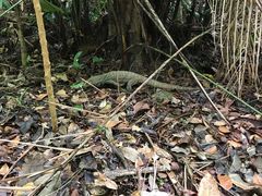 -武吉知马自然保护区