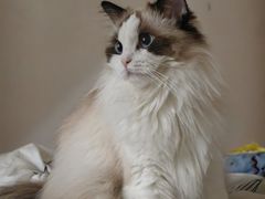 -宠颐生宠物医院·异宠猫科内科·诊疗中心宠巢店