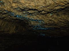 -怀托摩萤火虫洞