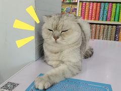 -喵的天空名猫咖啡馆·撸猫·猫舍·用品