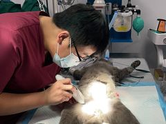-艾贝尔宠物医院 ·中兽医·宠保定点(北门桥店)