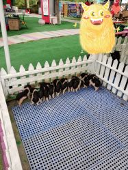 -萌宠亲子动物乐园(槐房万达店)