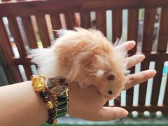 -楼上猫咖(罗湖店)
