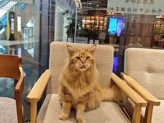 -藏猫猫咖啡主题馆(中央大道店)