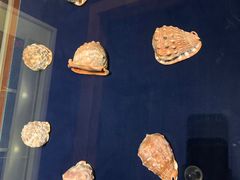 -青岛贝壳博物馆