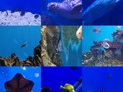 -海合安武汉极地海洋公园