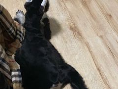 -多乐狗狗宠物训练工作室