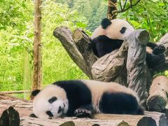 -卧龙中华大熊猫苑神树坪基地