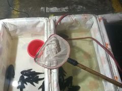 -中环花鸟鱼虫市场
