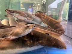 -本炙炭烤·蒲烧活鳗料理店(金沙洲店)