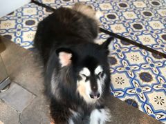 -more than meow吴止猫主题餐厅(承德 中船汇店)