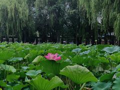 -四川大学(望江校区)