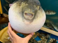 -天正河鲀·河豚亭(大连店)