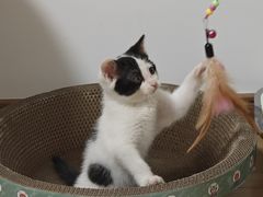-瑞派名望24h动物医院异宠专科·猫专科·骨科·重症监护分院