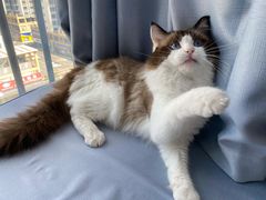 -猫苑生活馆