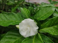 -石排湾郊野公园
