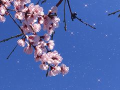 -桃花堤公园
