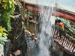 -正佳雨林生态植物园