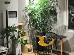 -东方名猫馆·英短金渐层布偶猫舍(环线广场1号楼店)