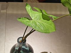 -Mezomd曼索蒂西班牙餐厅(广粤店)