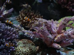 -暹罗海洋世界