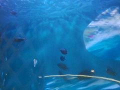 -瑞德姆美人鱼海底演艺主题餐厅(亚龙湾店)